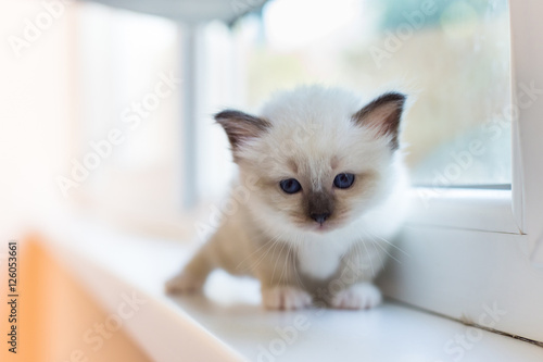 Sacred Birman kittens in the interior, home furnishings, shallow depth of field, thoroughbred kittens.