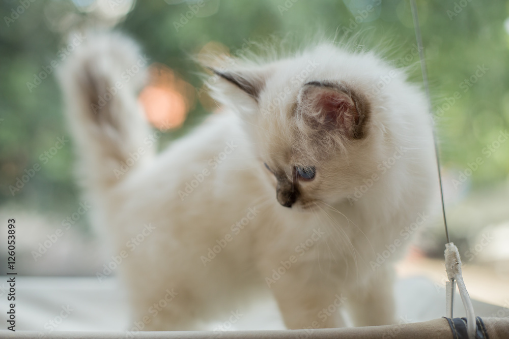 Sacred Birman kittens in the interior, home furnishings, shallow depth of field, thoroughbred kittens.