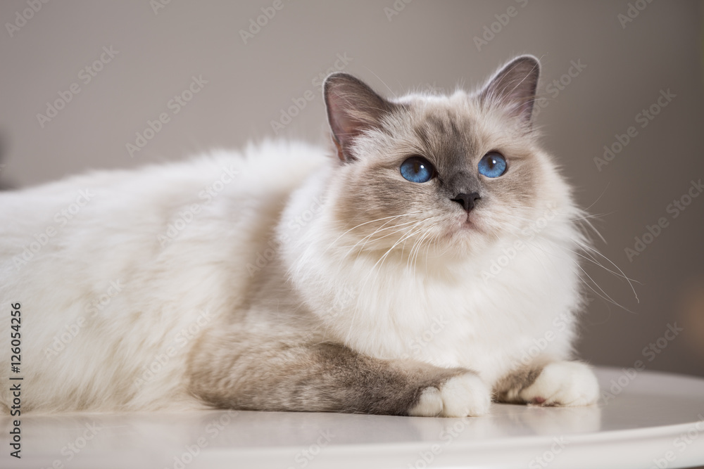 beautiful cat on the table, gray-black, elite cat, small Depth of field beautiful cat on the table, gray-black, elite cat, small Depth of field