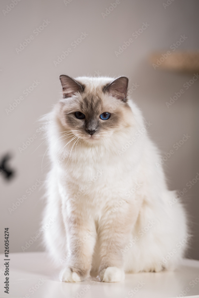 beautiful cat on the table, gray-black, elite cat, small Depth of field