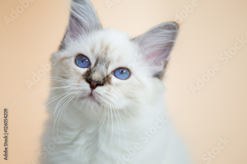 beautiful cat in the interior close-up sleeping gray-black elite cat, small Depth of field, beige background