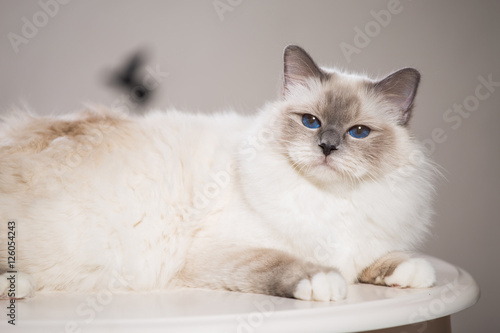 beautiful cat on the table, gray-black, elite cat, small Depth of field