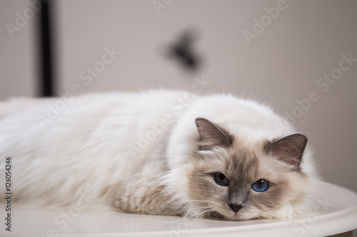 beautiful cat on the table, gray-black, elite cat, small Depth of field