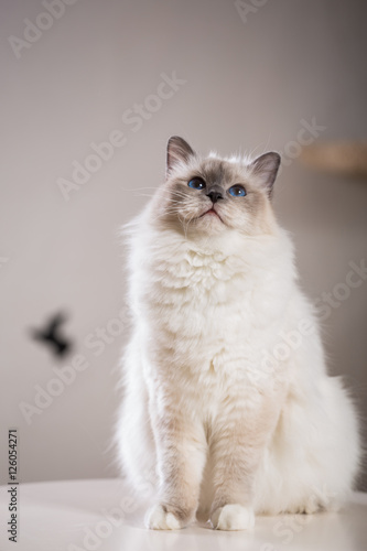 beautiful cat on the table, gray-black, elite cat, small Depth of field © vadimborkin