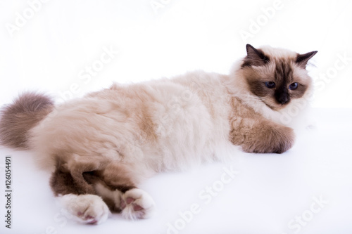 handsome cat in studio close-up, luxury cat, studio photo, white background, isolated. © vadimborkin