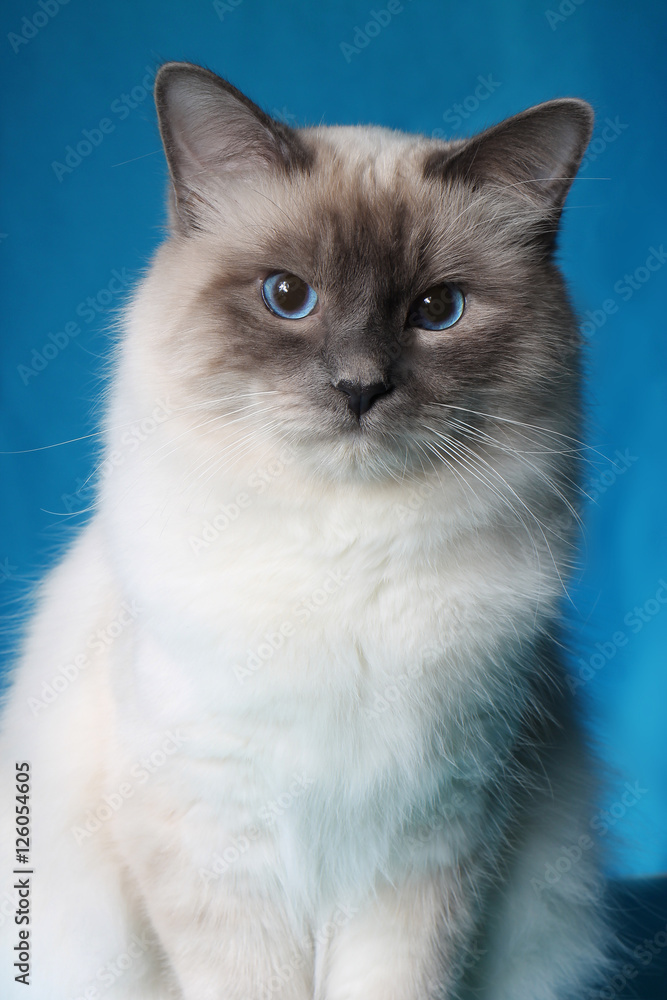 serious cat in studio close-up, luxury cat, studio photo, blue background, isolated.