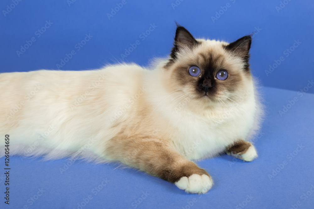 beautiful cat in studio close-up, luxury cat, studio photo, blue background, isolated.