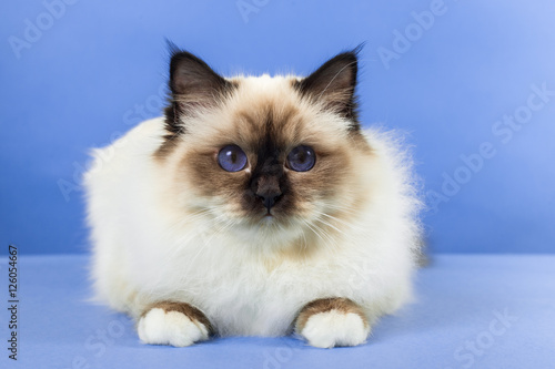 beautiful cat in studio close-up, luxury cat, studio photo, blue background, isolated. © vadimborkin