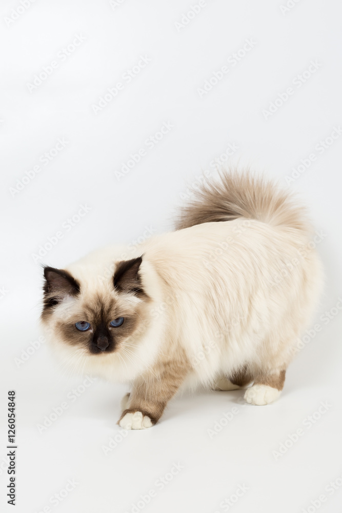 beautiful cat in studio close-up, luxury cat, studio photo, white background, isolated. beautiful cat in studio close-up, luxury cat, studio photo, white background, isolated.