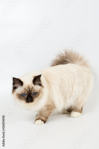 beautiful cat in studio close-up, luxury cat, studio photo, white background, isolated. © vadimborkin