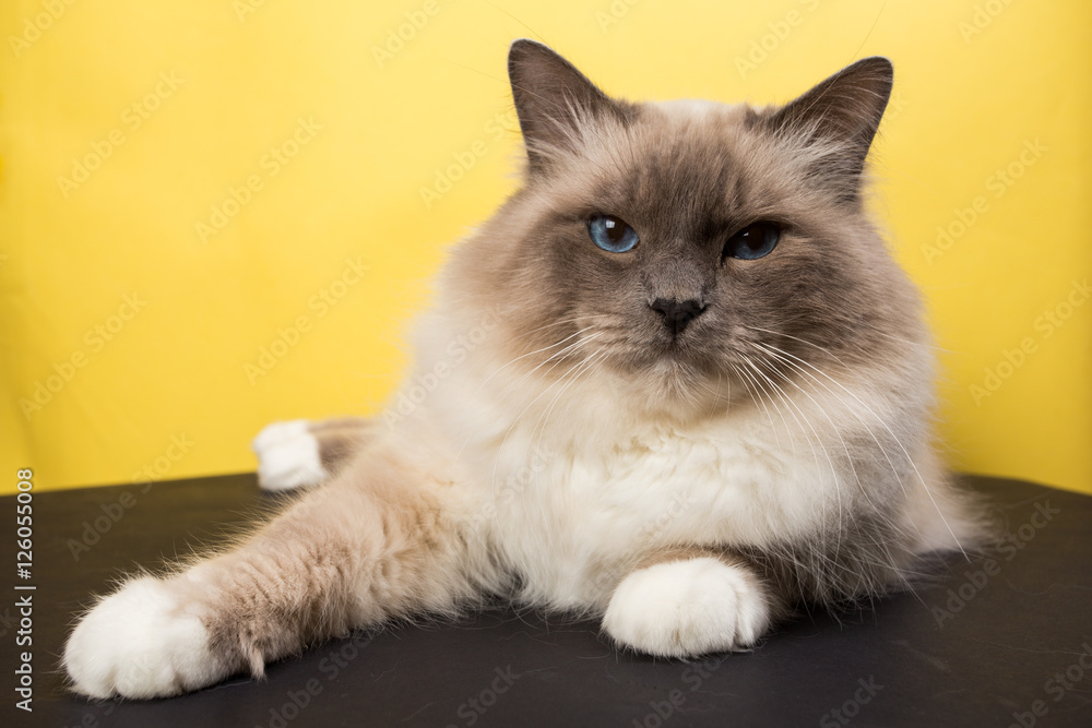 handsome cat in studio close-up, luxury cat, studio photo, black and yellow background, isolated