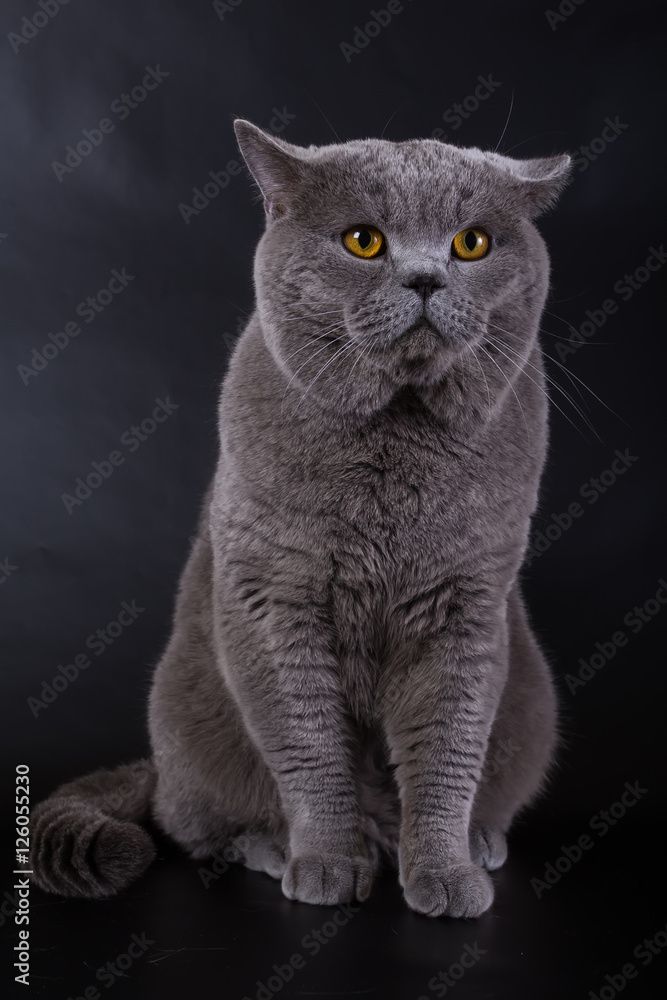 British cat on a black background in the studio isolated, orange eyes