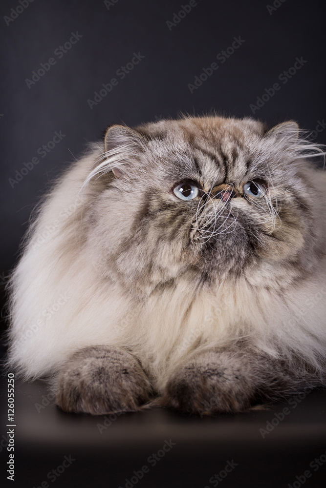 fluffy Persian cat on a black background in the studio,