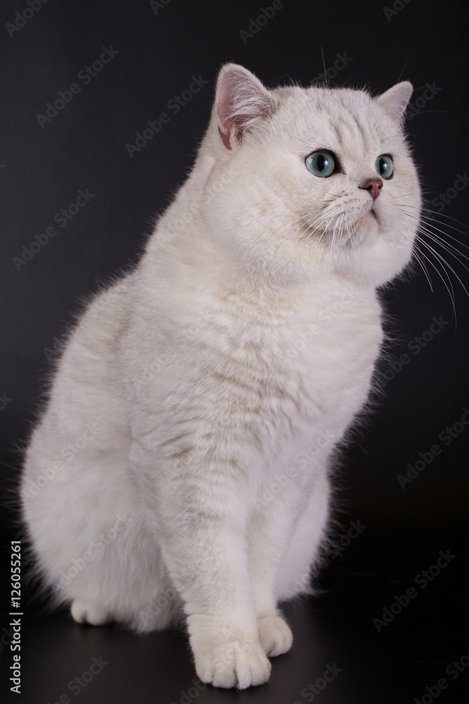 White British cat on a black background in the studio
