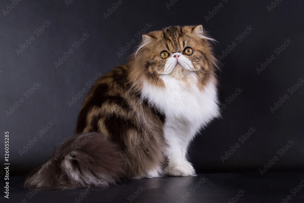 British Longhair cat  on a black background in the studio isolated, orange eyes.