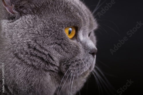 British cat on a black background in the studio isolated, orange eyes