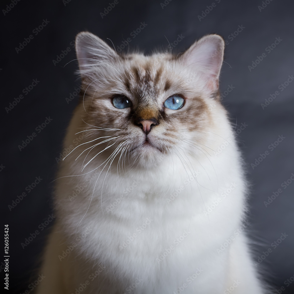handsome cat in studio close-up, luxury cat, studio photo, black background, isolated