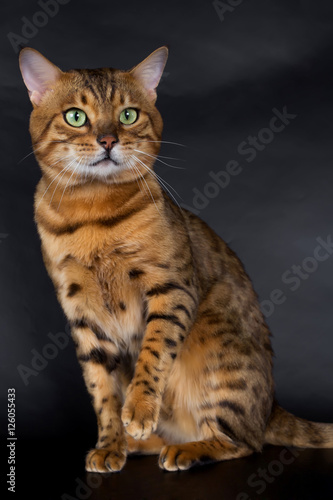 Bengal cat on a white background in the studio, isolated, bright spotted cat. © vadimborkin
