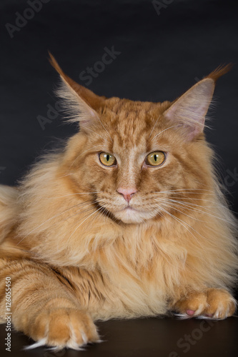 Maine Coon on a black background, a huge red cat, studio photo.