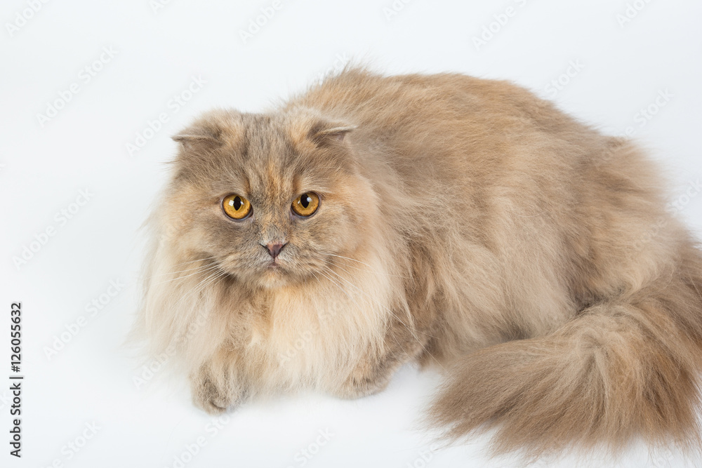 British Longhair on a white background in the studio, isolated, orange eyes, gray cat.