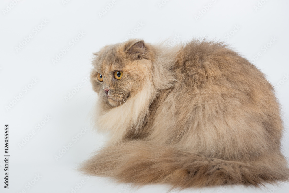 British Longhair on a white background in the studio, isolated, orange eyes, gray cat.
