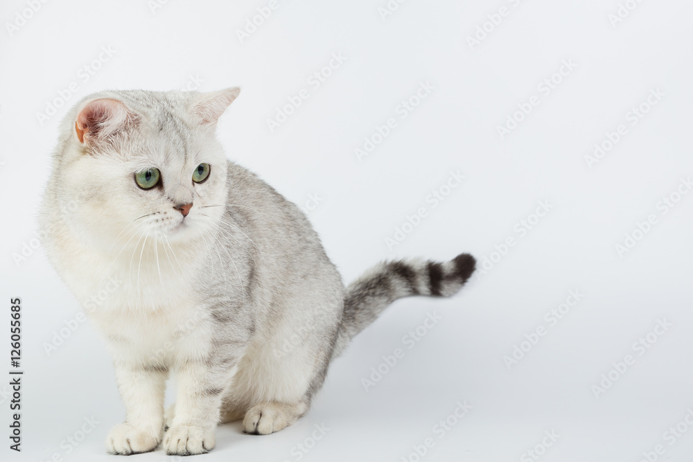 white British cat on a white background, isolated, photo studio