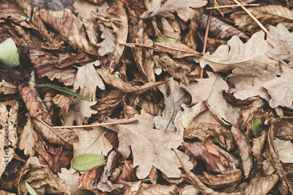 Fallen leaves of chestnut, maple, oak, acacia. Brown, red, orange and gren Autumn Leaves Background. Soft colors Fallen leaves of chestnut, maple, oak, acacia. Brown, red, orange and gren Autumn Leaves Background. Soft colors