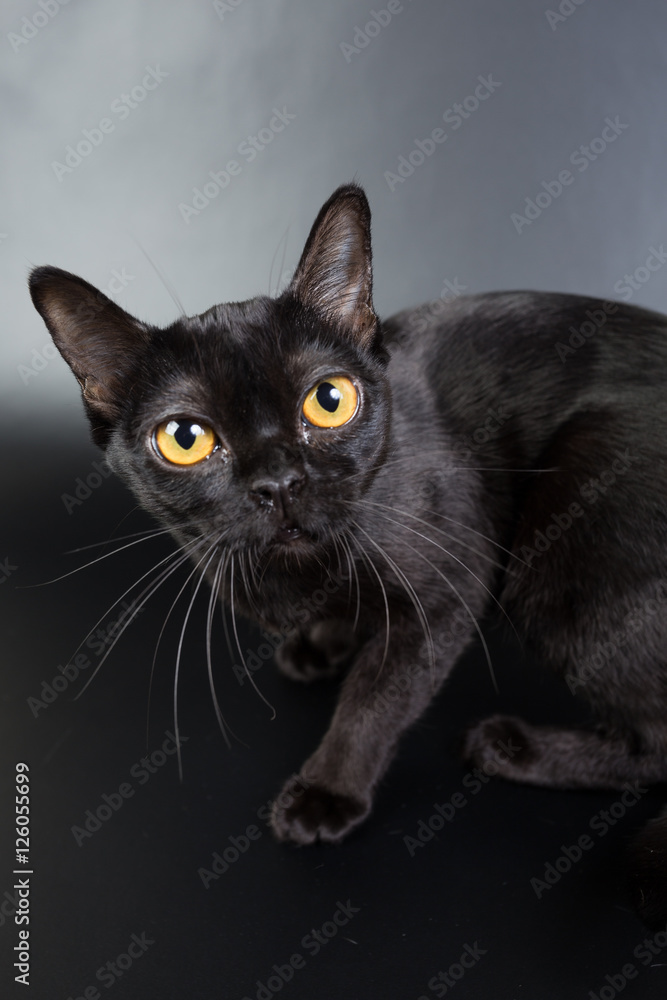 black cat, Burmese on a black background orange eyes, photo studio