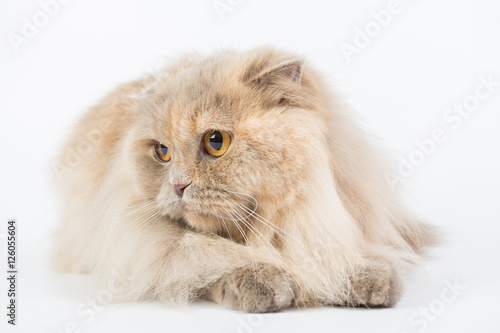 British Longhair on a white background in the studio, isolated, orange eyes, gray cat.