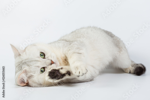 white British cat on a white background, isolated, photo studio