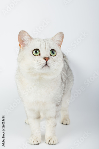 white British cat on a white background, isolated, photo studio