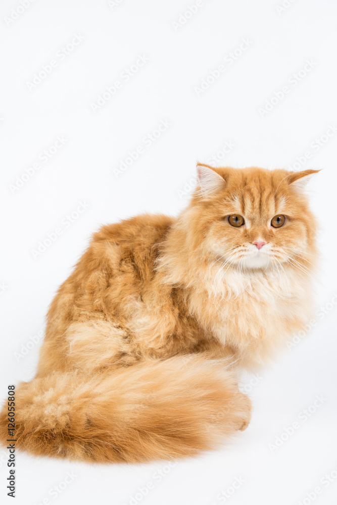 a large purebred red cat on a white background, studio photo, isolated cat
