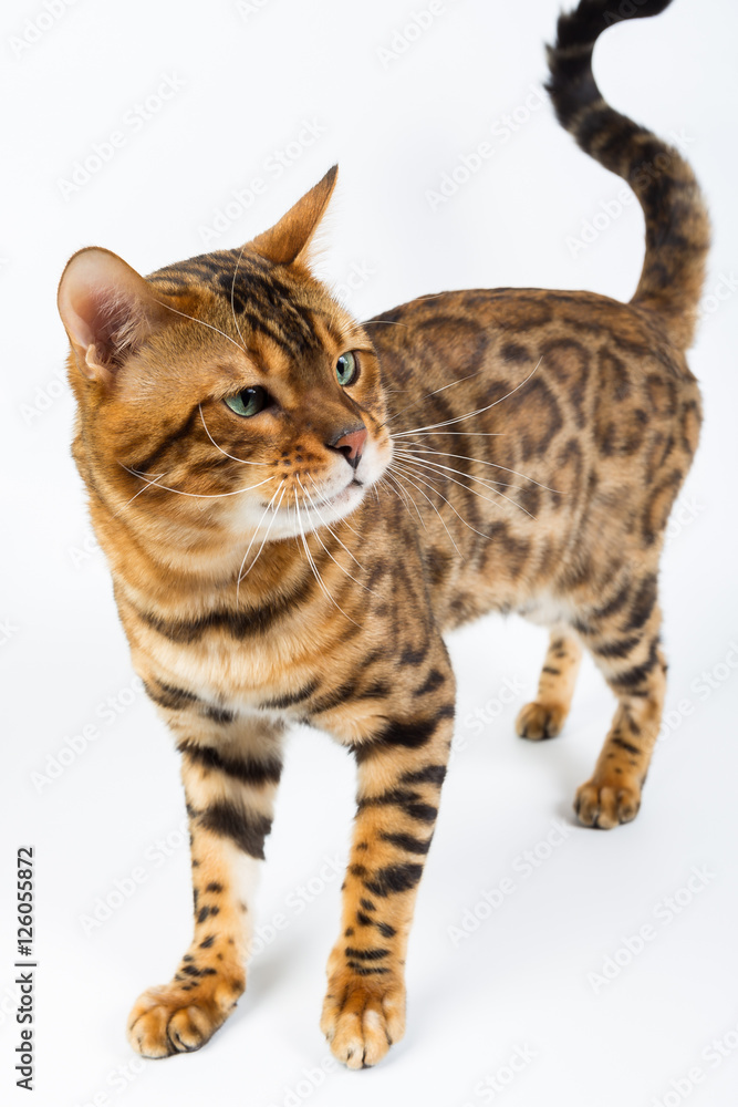 Young Bengal cat on a white background in studio isolated Young Bengal cat on a white background in studio isolated