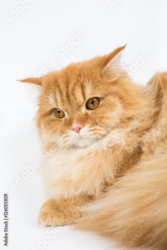 a large purebred red cat on a white background, studio photo, isolated cat