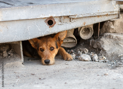 Unhappy homeless dog that lives underground
