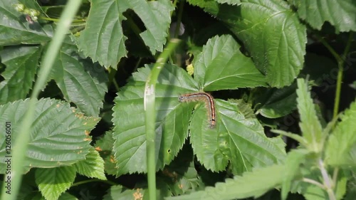 Buff-tip (Phalera bucephala) - caterpillar on a leaf
