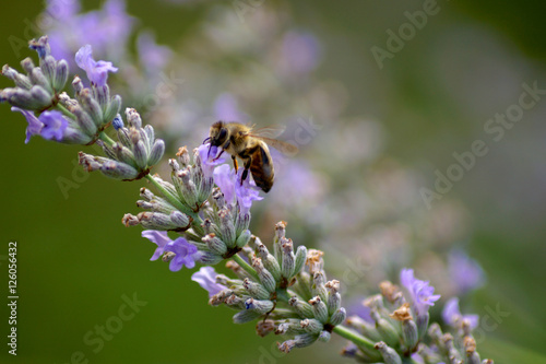 Fototapeta Naklejka Na Ścianę i Meble -  Lavendel