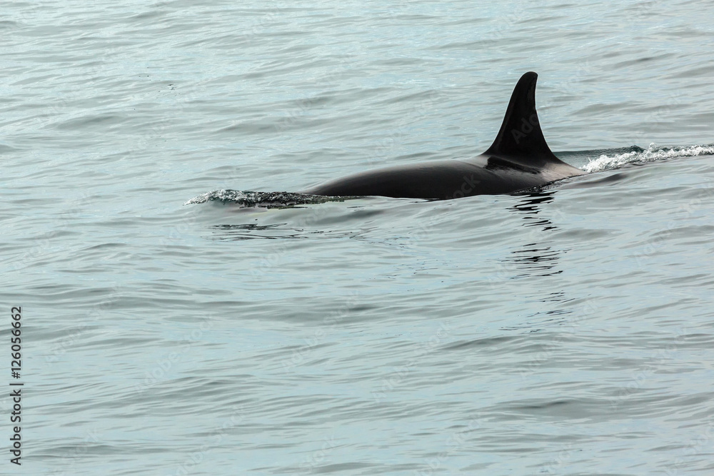 Fototapeta premium Killer Whale - Orcinus Orca in Pacific Ocean. Water area near Kamchatka Peninsula.