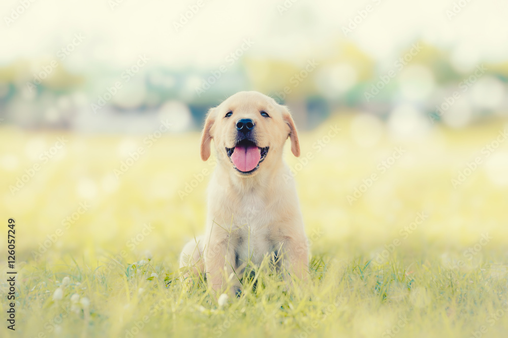 Dog in field. Labrador retriever puppy in field. - obrazy, fototapety, plakaty 