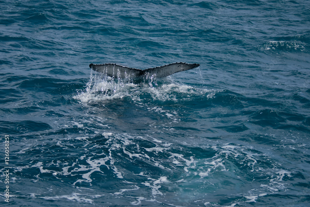 Fototapeta premium Humpback Whale Tail (Megaptera novaeangliae) - Hervey Bay, Queensland, Australia