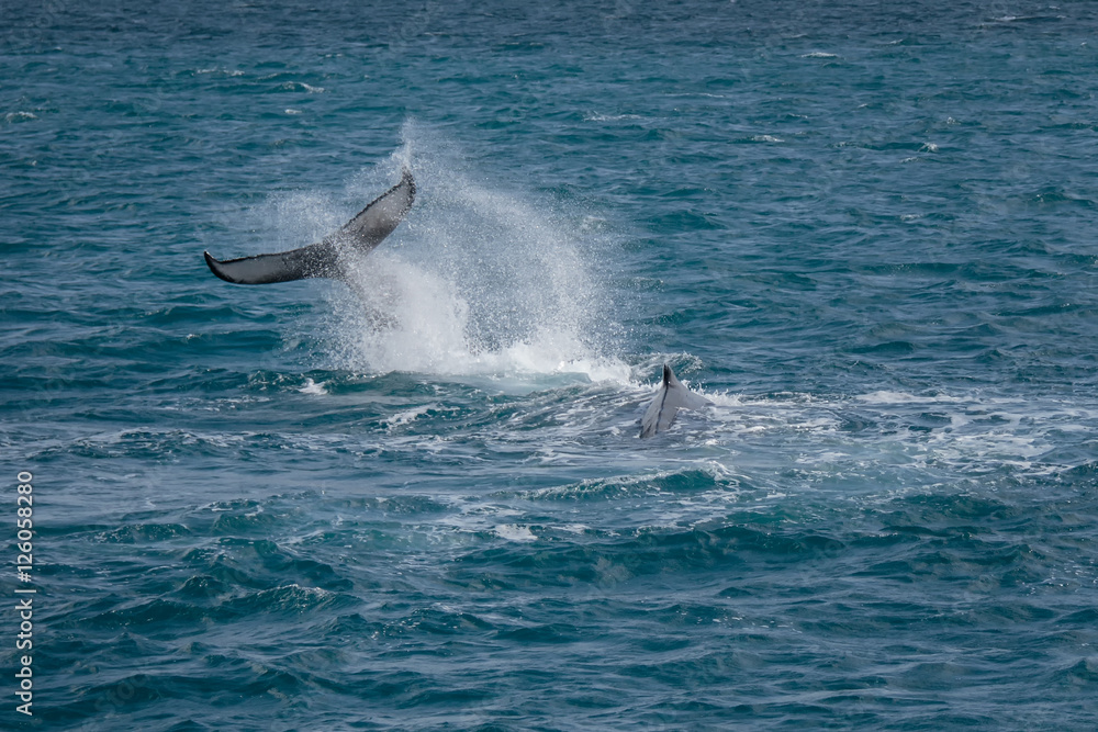 Fototapeta premium Humpback Whale Tail (Megaptera novaeangliae) - Hervey Bay, Queensland, Australia