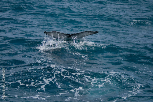 Humpback Whale Tail  Megaptera novaeangliae  - Hervey Bay  Queensland  Australia