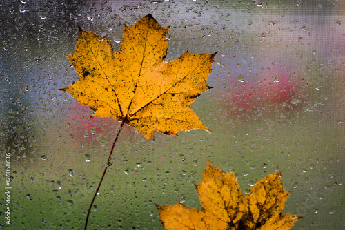 Leaves Plastered to the Window by Wind and Rain