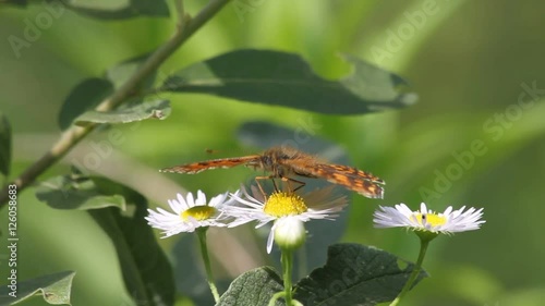 Heath Fritillary (Mellicta athalia) on a flower