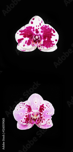 Set of two orchids isolated photo