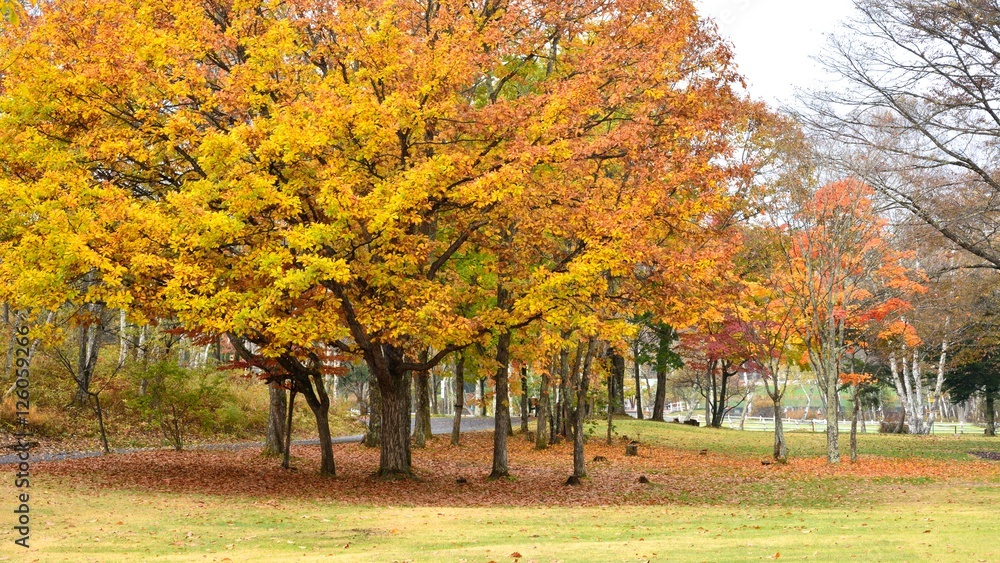 高原の公園でみる美しく紅葉した木々