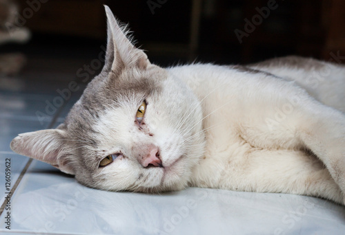 portrait of adult tabby cat