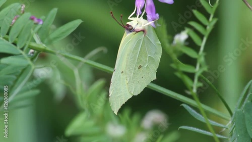 Common brimston (Gonepteryx rhamni) on a flower