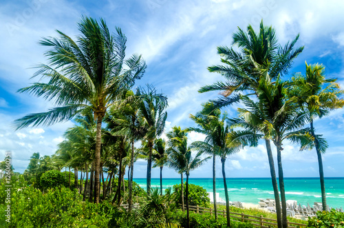 Miami Beach Palms © ellensmile