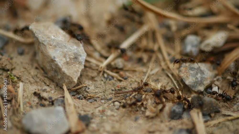 4k of Fire Ant Colony near its hole 4k of Fire Ant Colony near its hole